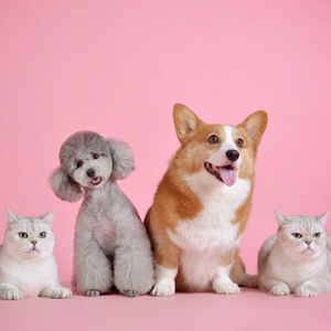 Pet food